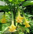 Brugmansia  Borner Gold- цветок лимонно-оранжевый. 36см. сорт высокорослый. обильноцветущий. 600р