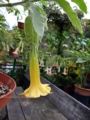 Brugmansia Oro Verde