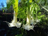 Brugmansia Angels Cloud- 2 юбки. цветок 40см. имеет сильный  аромат нарцисса . среднерослая. обильноцветущая. 600р