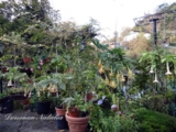 Brugmansia  