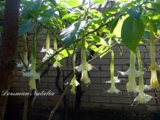 Brugmansia Angels Wings