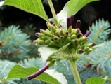 'Indigo'