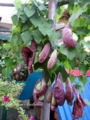 Aristolochia gigantea-700р