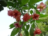 Brugmansia  Rosalena