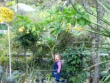 Brugmansia Langenbuscher Garten