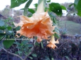 Brugmansia Langenbuscher Garten