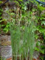 Камыш минима ( Typha minima) 300р. высота до 40см. соцветие 4см- 300р