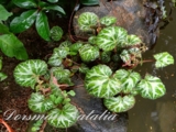 Камнеломка плетеносная (Saxifraga stolonifera) -200р