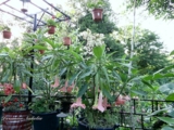 Brugmansia  Esmeraldes