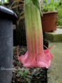 Brugmansia Dienie Gommer- карлик. с прохладным содержанием. хорошо растет в контейнере. покладист на цветение зимой-цветок 22см. 1200р