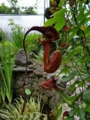 Aristolochia Kewensis. Аристолохия Кевенсис 400р.