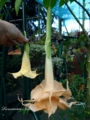 слева  Brugmansia  sunny smiles-18см  справа Brugmansia Double Apricot-39см