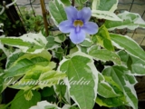 Тунбергия. Thunbergia grandiflora variegata