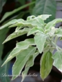 Brugmansia Oro Verde