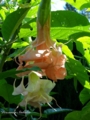 Brugmansia  Dalens Pinc Amur