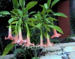 Brugmansia  Esmeraldes