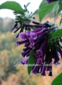 'Indigo'