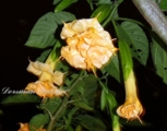 Brugmansia Langenbuscher Garten
