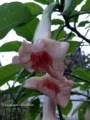 Brugmansia "Lisa"- 2 юбки. 27см. нежнейший цветочно-весенний аромат. среднерослая. обильноцветущая. 600р