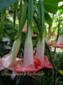 Brugmansia Madame Bovarie- цветок 28см. розово-красный. среднерослая. обильноцветущая. 600р