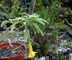 Brugmansia Oro Verde