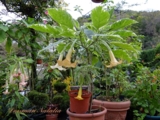 Brugmansia Oro Verde и Snowbank