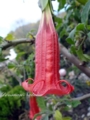Brugmansia  ROTER VULKAN- карлик. листья опушенные. цветок 20см. 1200р