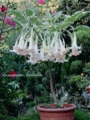 Brugmansia Snowbank - цветок 30см от белого до персикого цвета. красиво сам формируется в штамб. обильноцветущий. вариегатность белая. 600р .