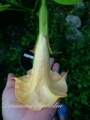 Brugmansia  sunny smiles