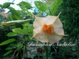 Brugmansia  sunny smiles. мини. 2 юбки. аромат цветочный. цветок 18см. обильноцветущий. карлик. 700р