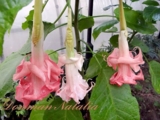 Brugmansia   Tropical
