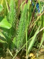 .Водяная сосенка,хвостник.( Hippuris vulgaris) 200р