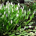 Понтедерея белая Alba (Pontederia cordata White Pike) .-400р