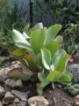 Kalanchoe thyrsiflora 300р