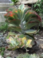 Kalanchoe