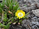 Делосперма Delosperma  cooperi Yellow 300р