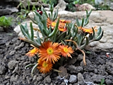 Делосперма  Delosperma   Orange Ice 250