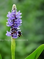 Понтедерия сердцевидная синяя ( Pontederia cordata) синяя -250р