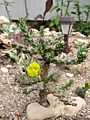 Cylindropuntia whipplei cv. "Minor". морозостойкость -28 без укрытия. - 300р